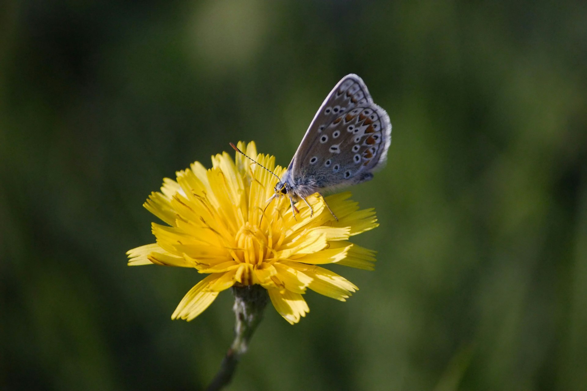 A small blue butterfly sitting on a yellow flower